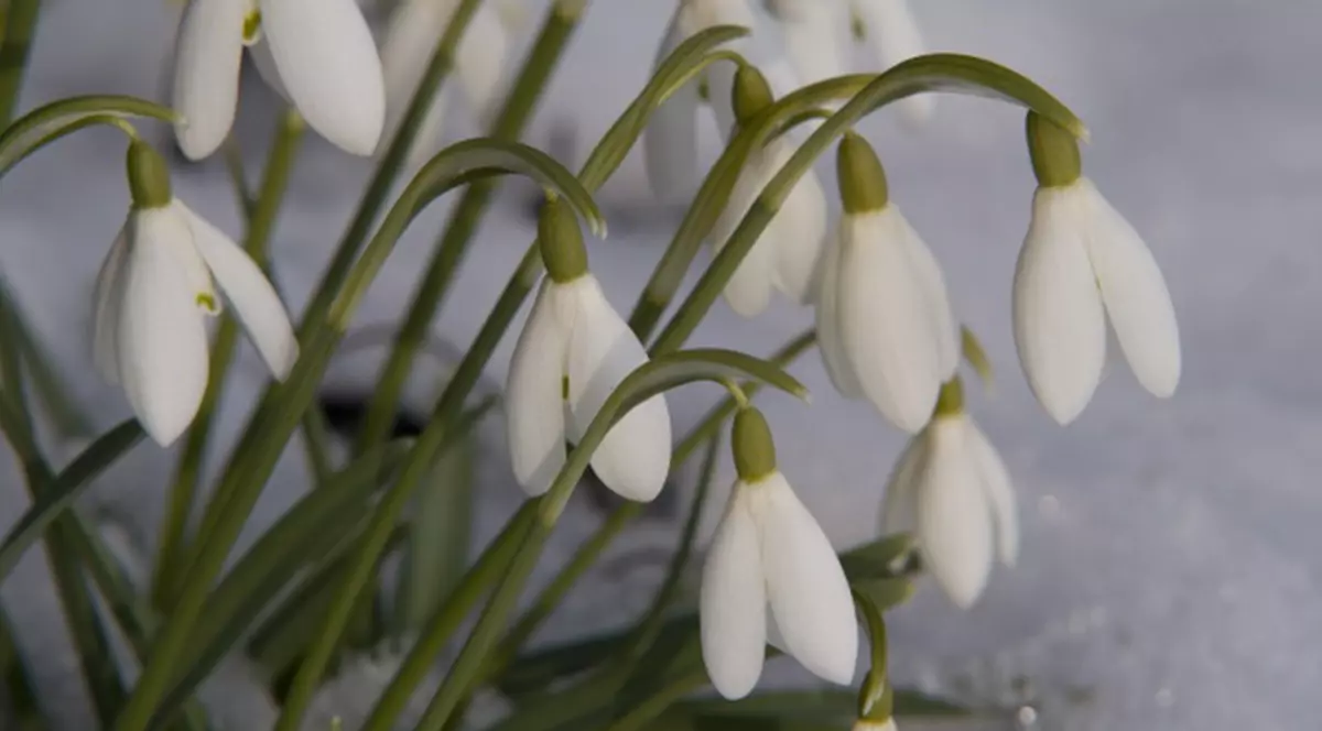 Nu e asfalt, dar ce frumoase sunt gropile! O primărie ”toarnă” panseluțe și ghiocei pe șosea