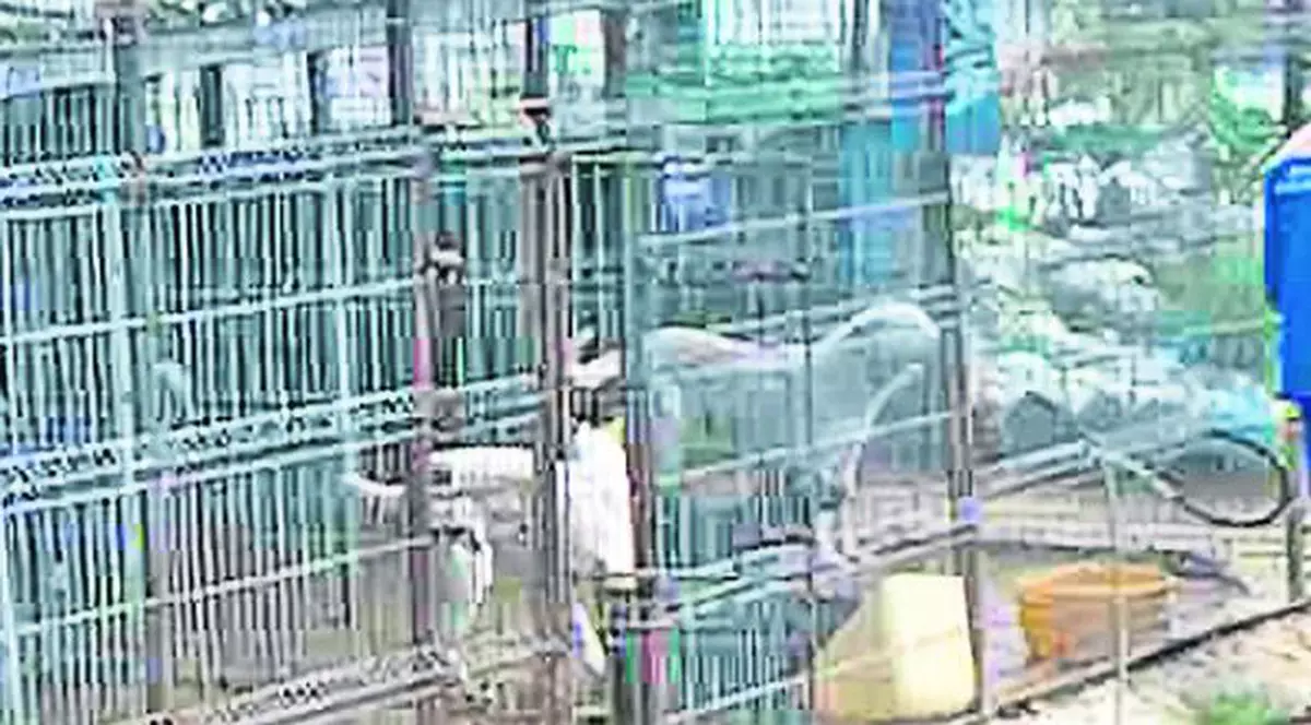 Trei căţei au scăpat din masacrul de la Botoşani!