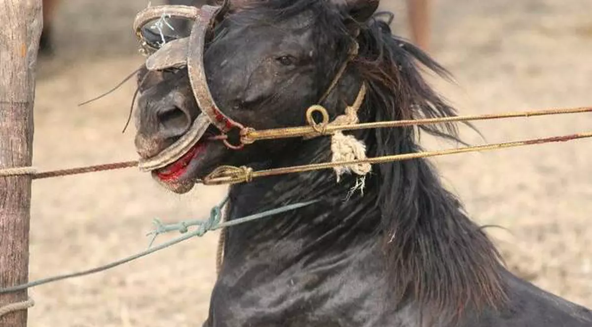 Caii de la Letea, protejați pentru 10 ani