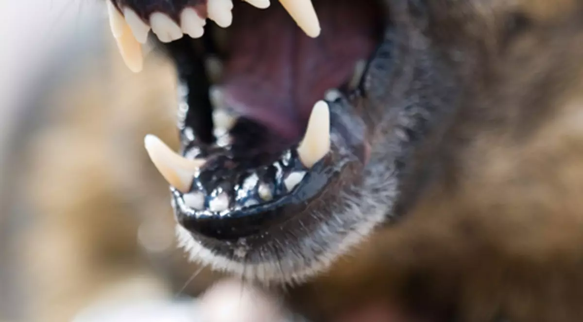 O femeie și cei doi copii ai săi, sfâșiați de un câine lup