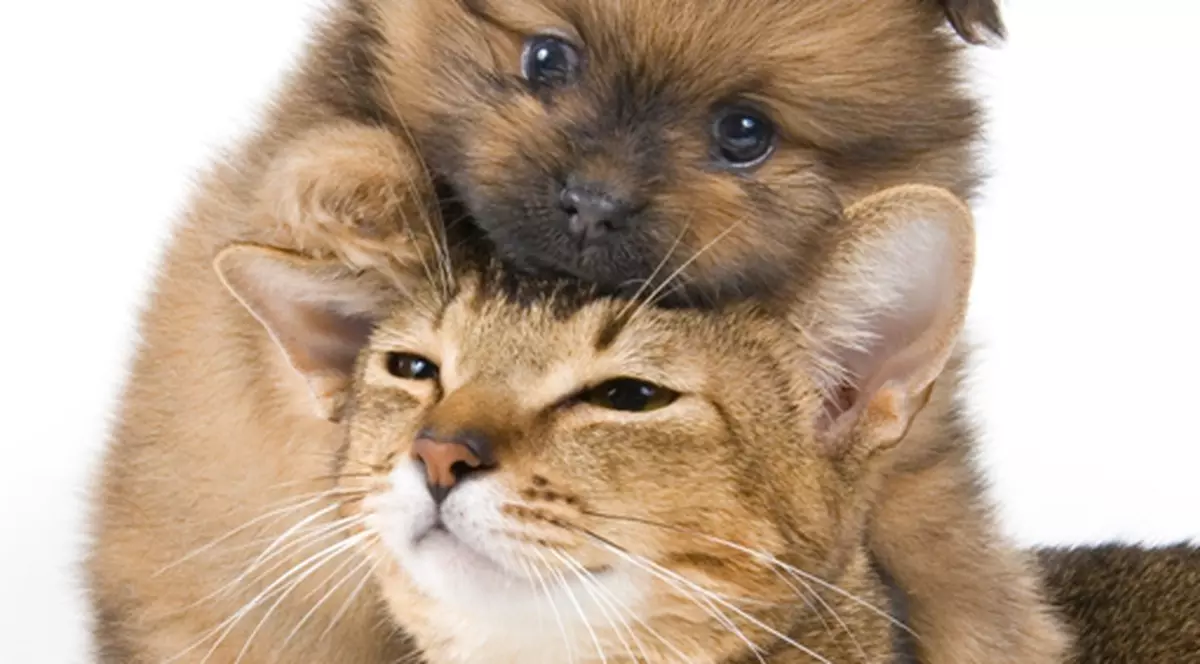 Cu pisica și câinele la amanet