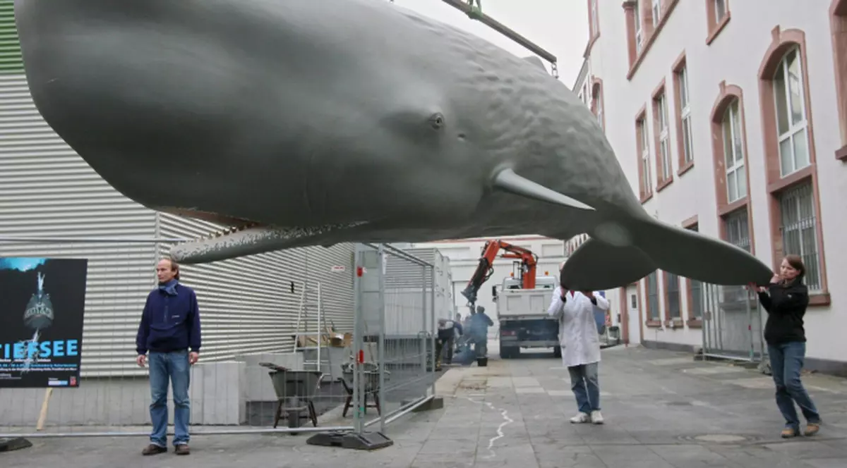 Caşaloţii 'vorbesc' cu accente