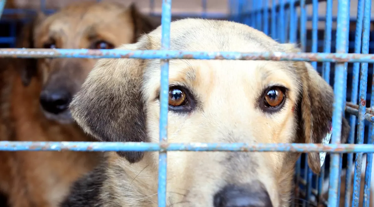 Masacru la un adăpost de câini din Botoșani: peste 200 de animale ucise