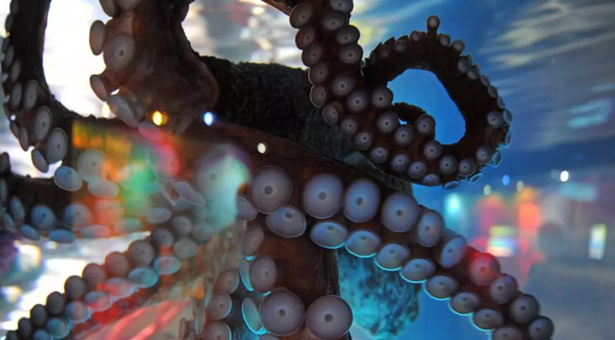 O nouă caracatiţă prezicătoare dă pronosticul: Manchester United câştigă Liga Campionilor