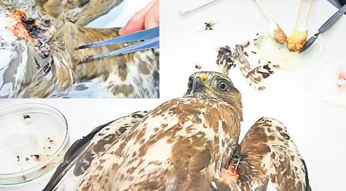 Au salvat un uliu cu aripa rănită