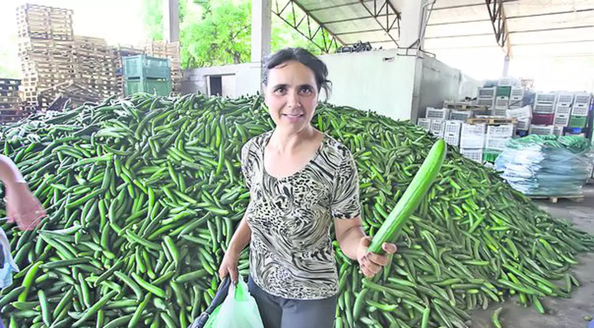 Deznodământ dezastruos pentru fermierii noştri afectaţi de bacteria E.coli: Castraveţii româneşti, la groapa de gunoi!