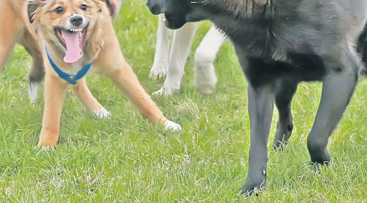 De frică să nu piardă voturi, parlamentarii tot amână soarta maidanezilor