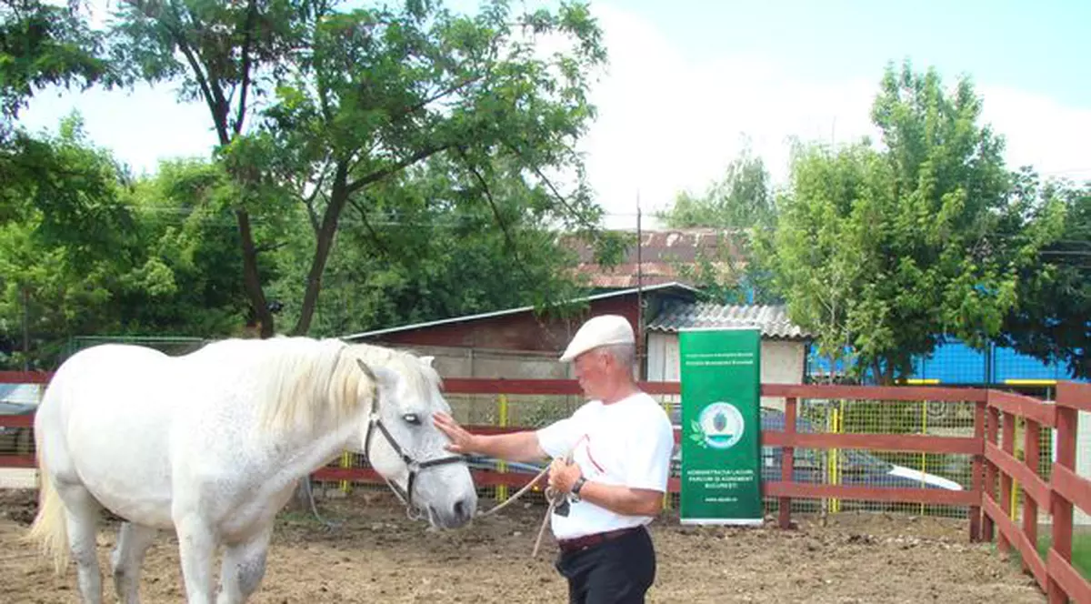 O familie din Dorohoi al cărei copil a murit încercând să salveze un mânz, a primit un nou căluţ