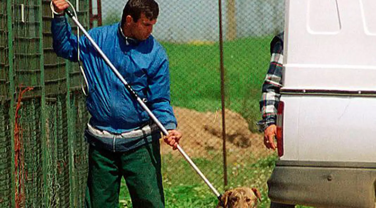 Încă două săptămâni de viaţă pentru maidanezi