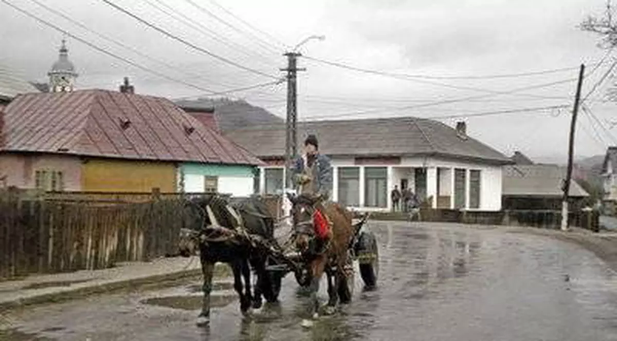 Trei cai, obligaţi să tragă în direcţii diferite două căruţe legate între ele