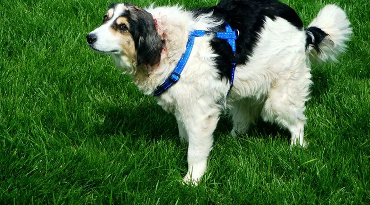 Şocant! Un câine a supravieţuit după ce a fost împuşcat, legat şi îngropat de viu!