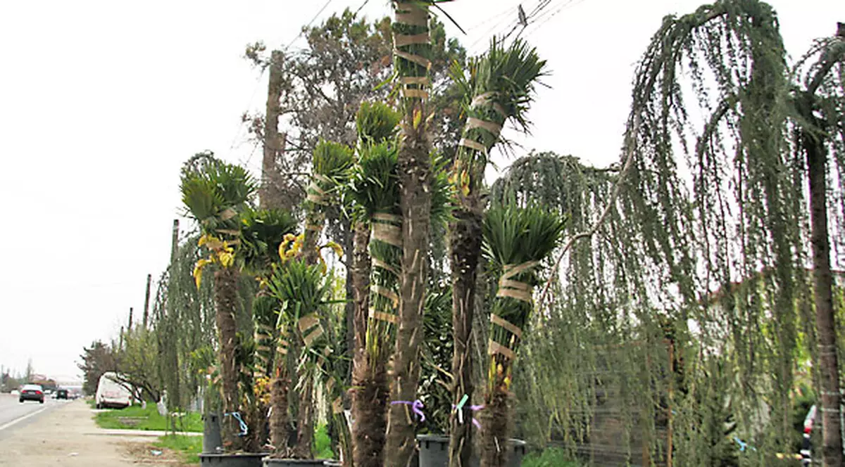 24 de palmieri au fost furaţi din Eforie Sud