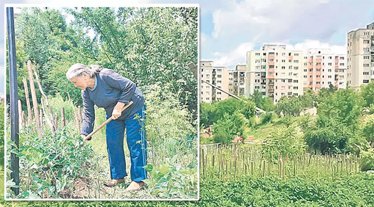 Ca să facă faţă crizei, oamenii cultivă legume după blocuri