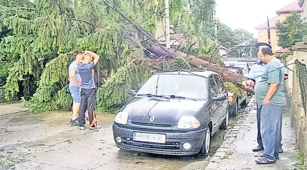 Foto | A fost jale la Cluj! O vijelie năprasnică a pus la pământ zeci de copaci 