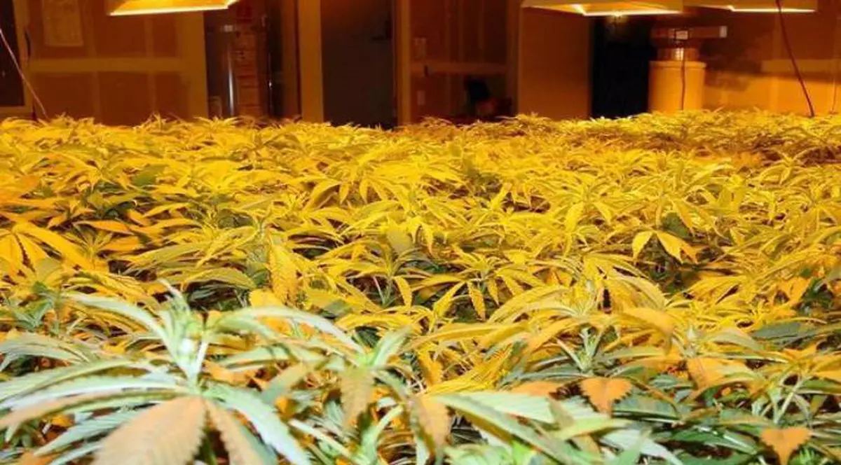 Nu o să credeţi! La 94 de ani, o bătrânică din Mexic a fost arestată pentru trafic de droguri