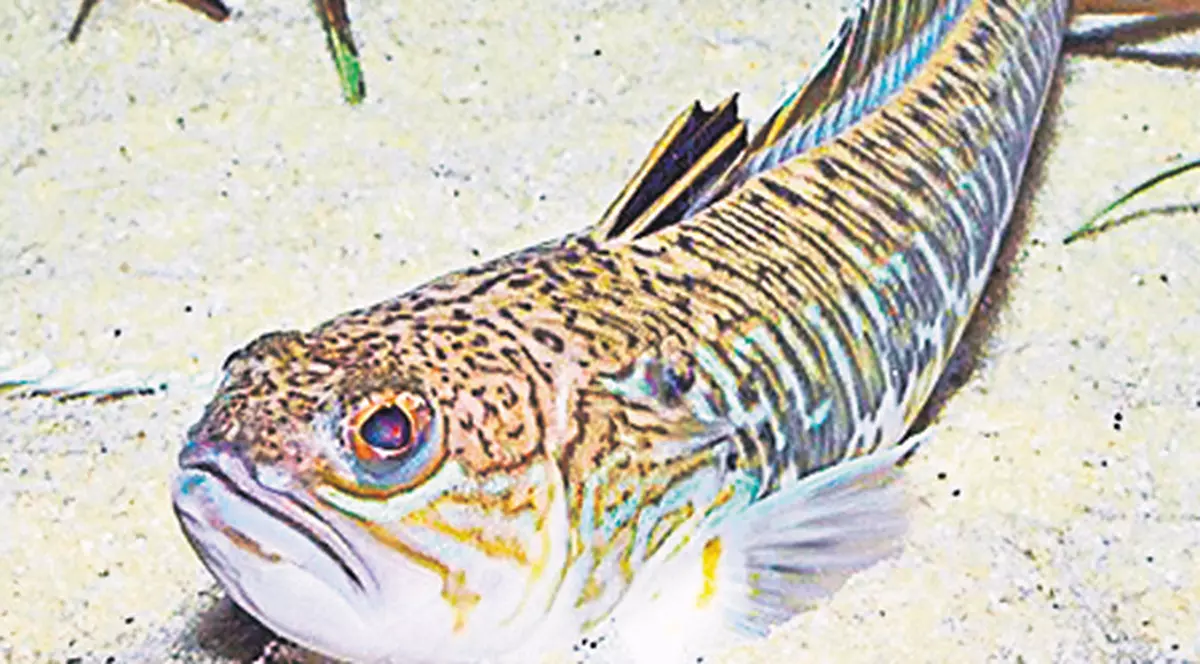 Uite ce pericole sunt pe litoral