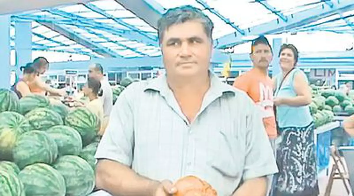 Iată roșia cât pepenele!