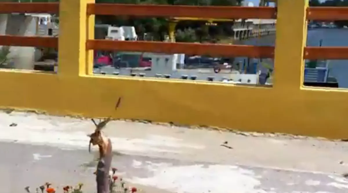 Video | Tinerii din TDL Giurgiu s-au transformat în vandali după ce au băut