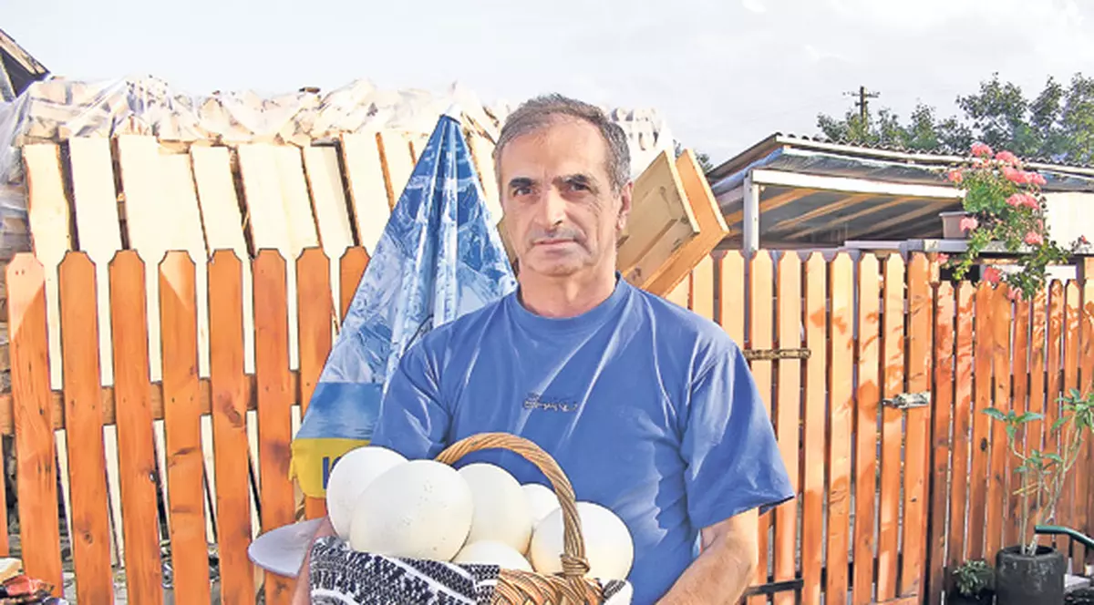 Foto | Crește struți, ca pe găini