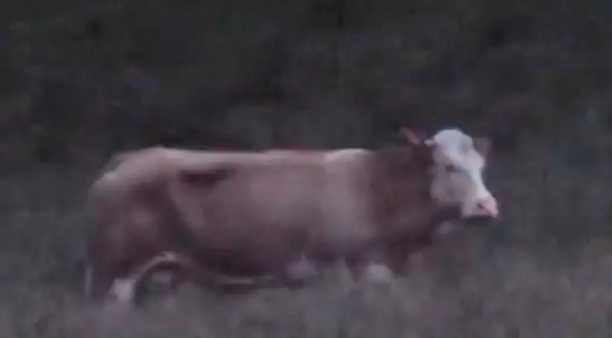 Video | Isterie în două țări! 10.000 € pentru cine o găseşte pe văcuţa Yvonne!