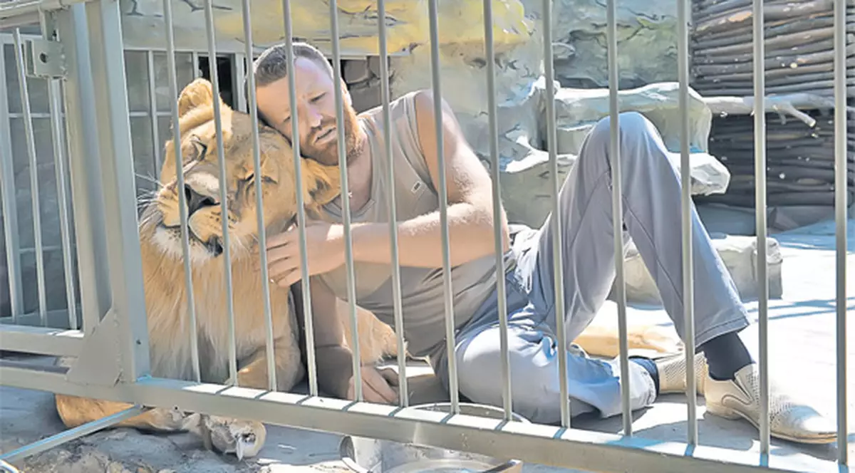 Doarme 35 de zilecu leii în cușcă