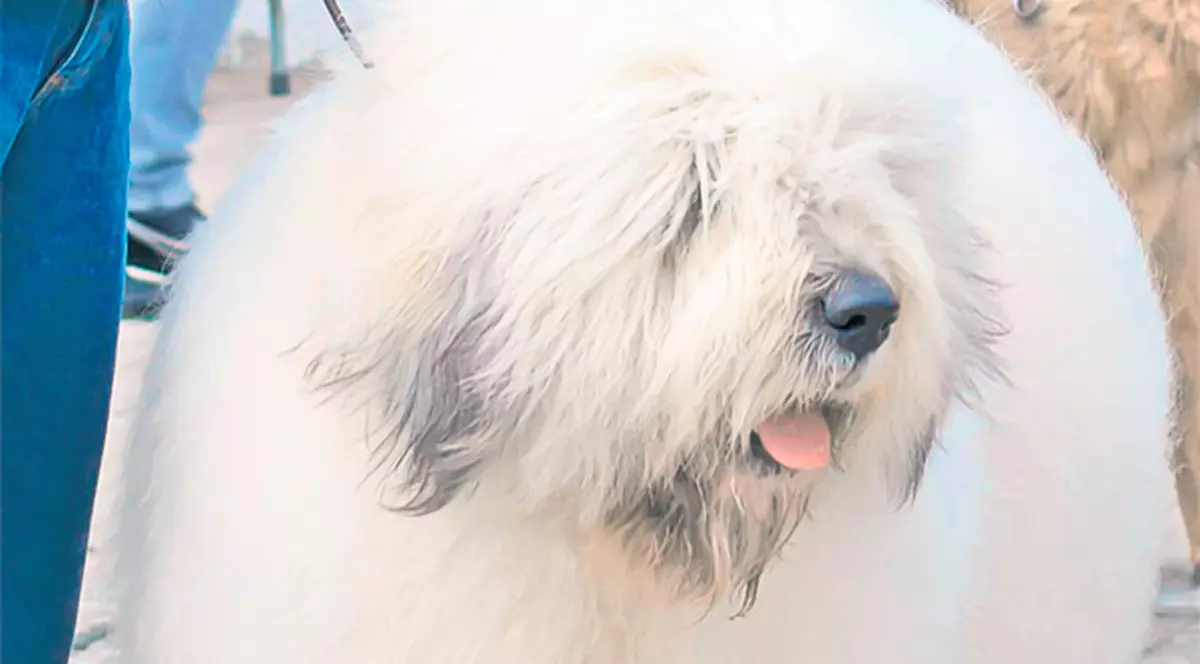 Haiduc, cel mai frumos ciobănesc din ţară