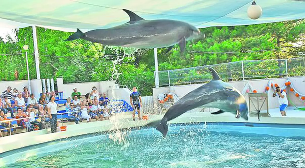 Delfinii de la Constanţa ar putea primi parteneri de joacă din Asia