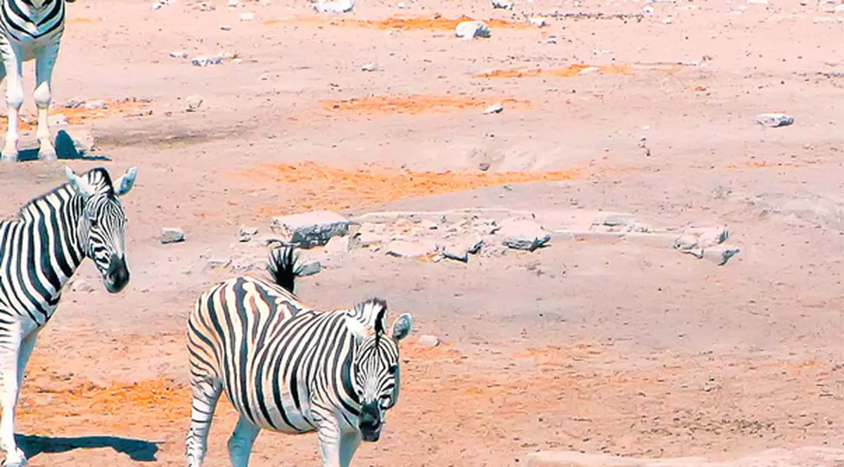 Tu ştiai că pe zebre nu le pişcă insectele?