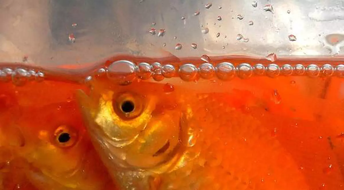 300 de caraşi cresc în fântâna arteziană din Piteşti