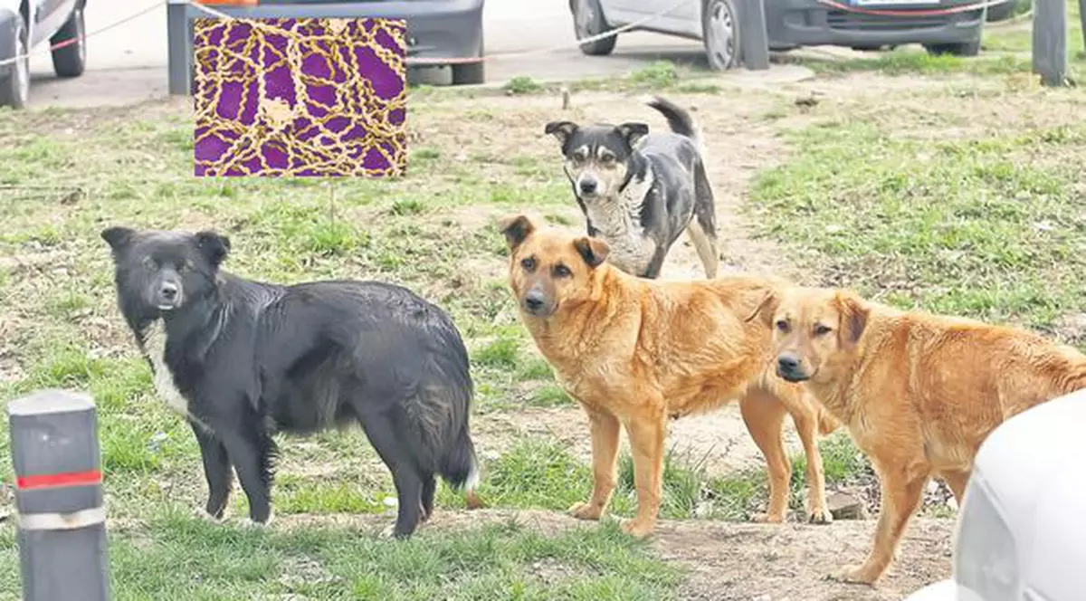 Alertă în Capitală! Maidanezii transmit un microb mortal