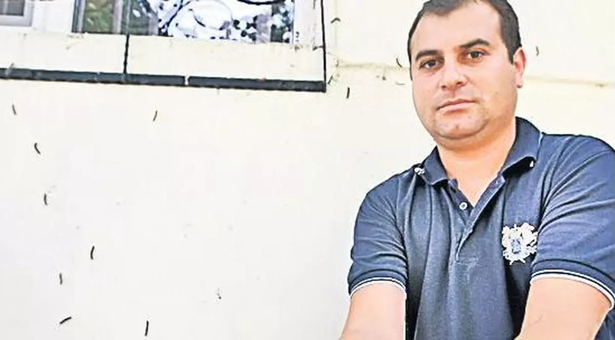 Alarmă: omizile au invadat Bucureștiul!