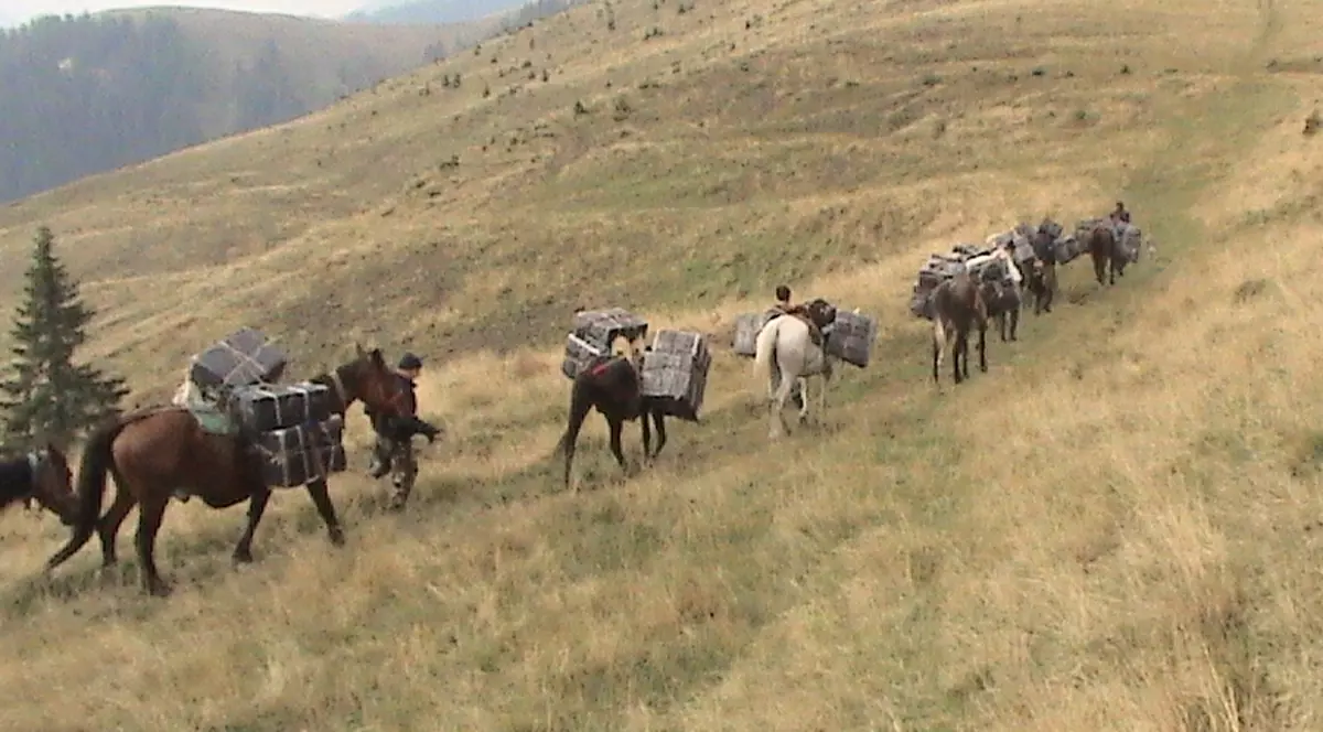 Caii transportau 25.000 de pachete de ţigări de contrabandă 