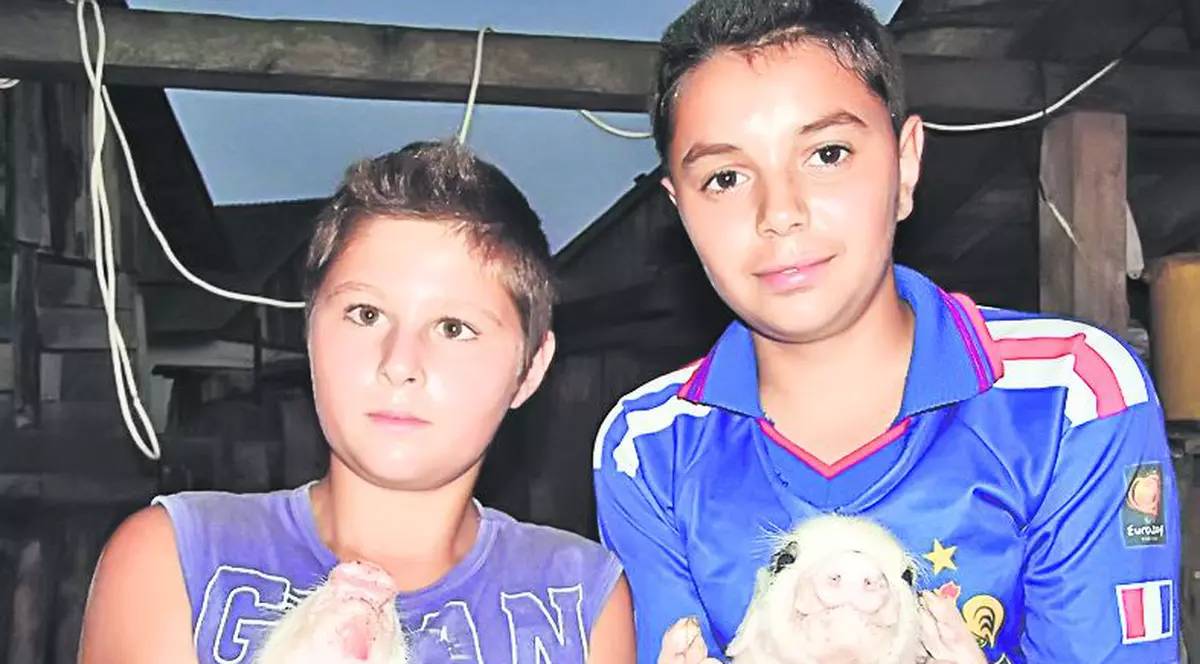 Să vezi şi să nu crezi! Purceluşii ăştia au degeţele în loc de copite