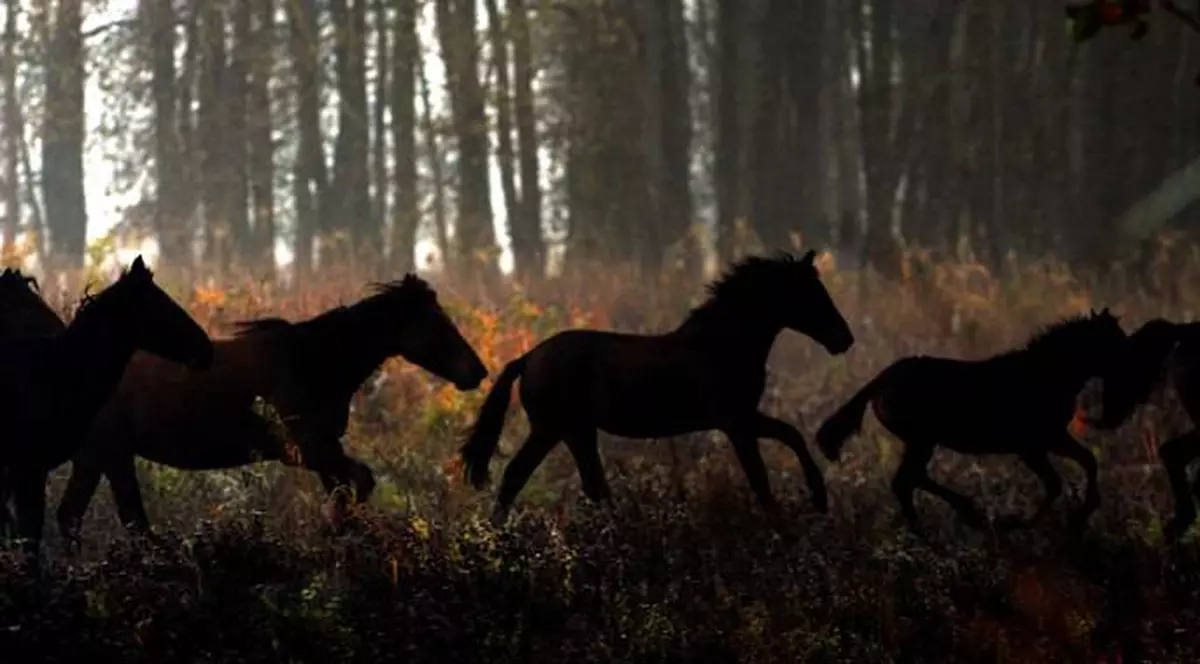 Zeci de tone de hrană pentru caii sălbatici de la Letea 