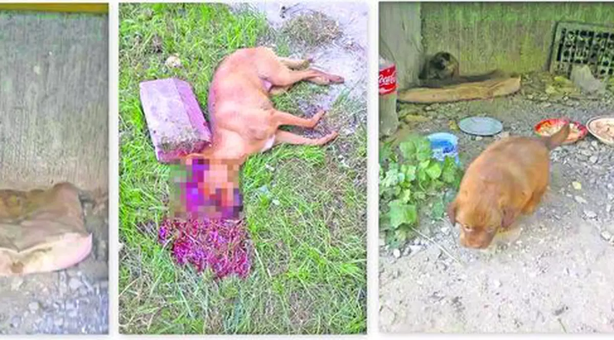 Ce monstru a putut face aşa ceva? O căţeluşă care avea doi pui a fost ucisă cu cruzime în Piatra Neamţ