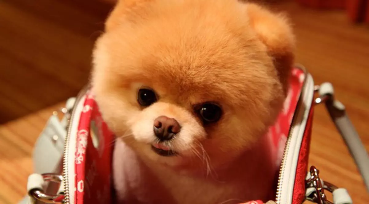 Foto| Boo, cel mai faimos căţeluş de pe internet, a lansat o carte depre el. Iată cât este de drăguţ!