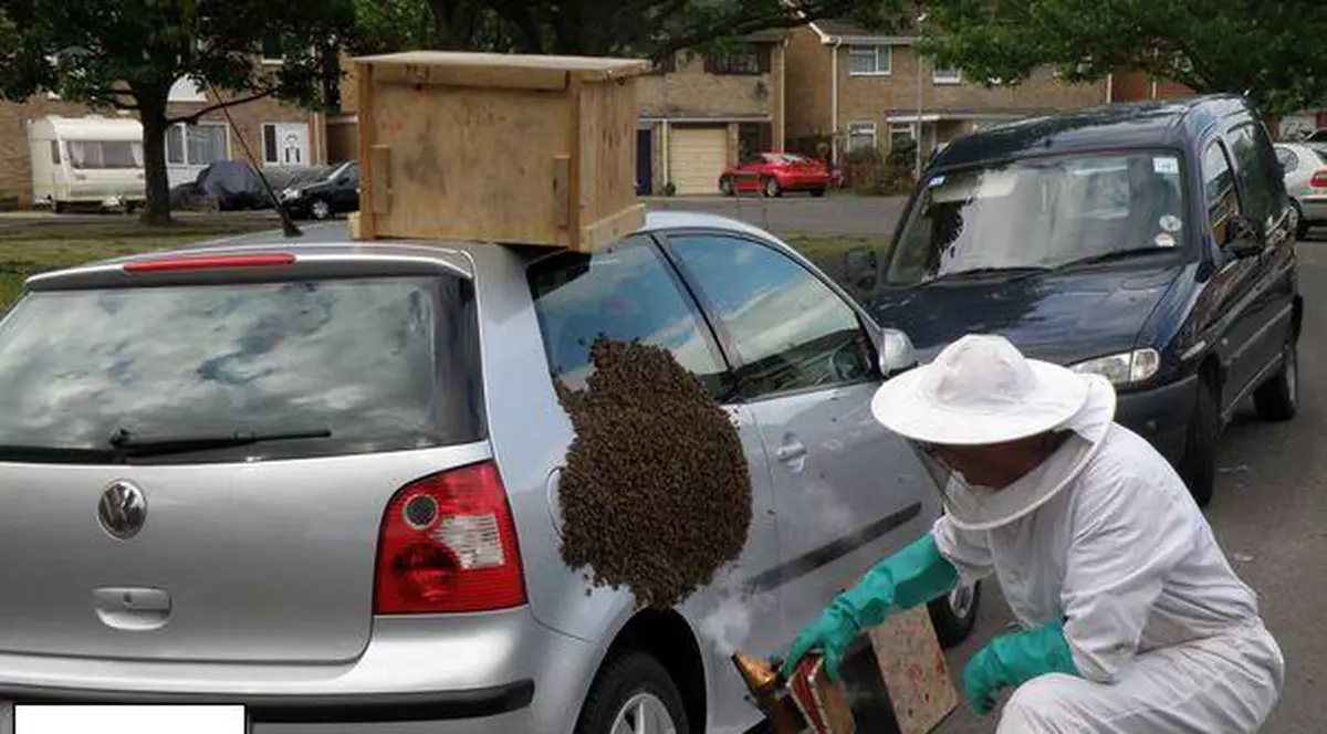 Video | Un roi cu peste 20 de milioane de albine a scăpat dintr-un camion în urma unui accident