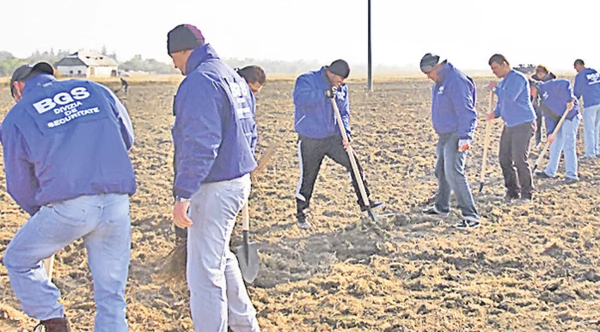 Angajaţii BGS au plantat sute de copaci împotriva inundațiilor