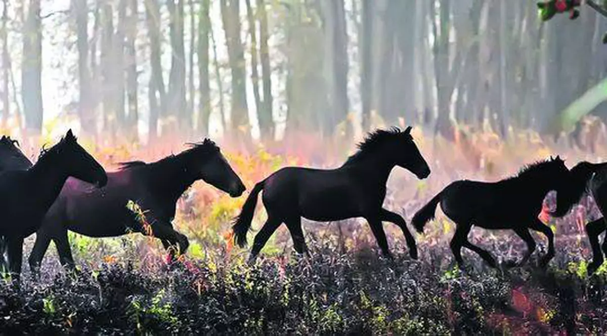 Caii sălbatici rămaşi la ferma din Urleasca vor fi transportaţi la Letea 