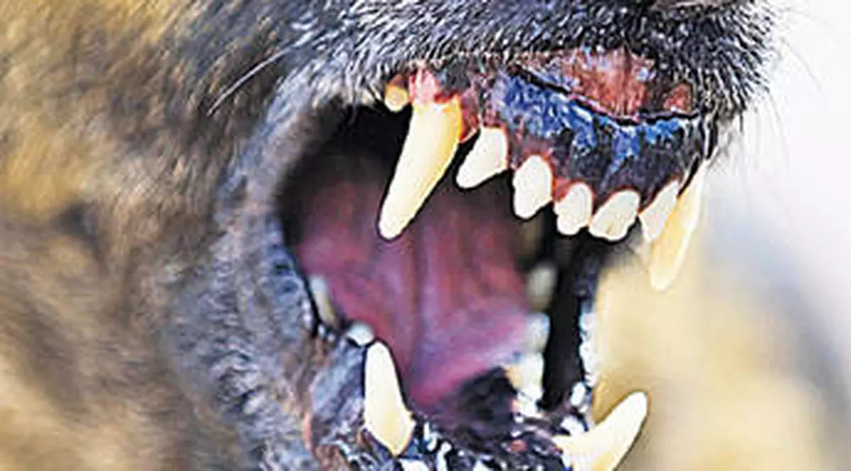 Şocant! Câini care mănâncă cadavrele altor patrupezi