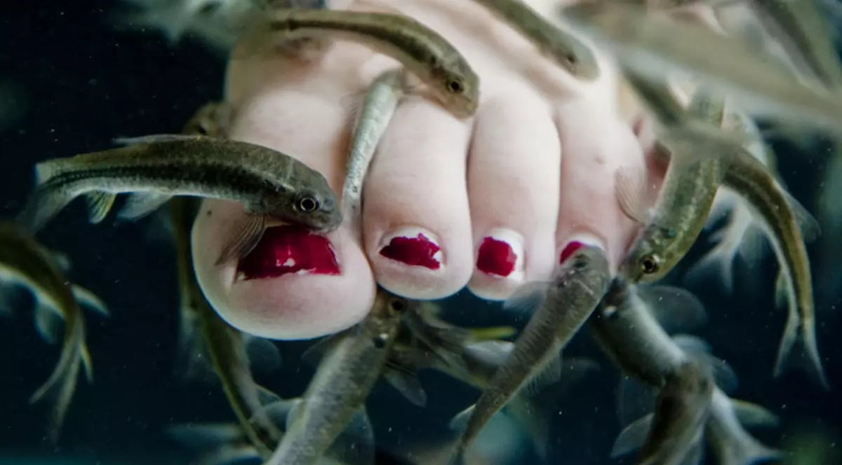Pericol de îmbolnăvire! Peştişorii de la fish-spa pot transmite Hepatita C sau chiar HIV