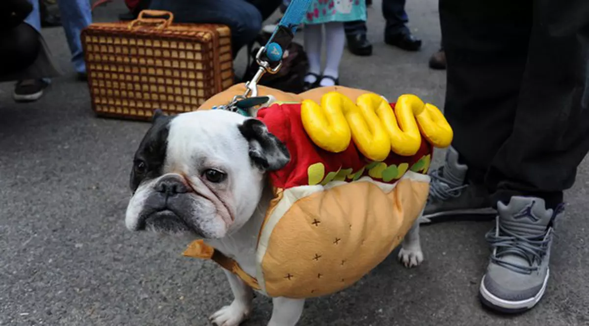 Iată cum se pregătesc câinii de Halloween! Imagini haioase cu costumaţiile lor
