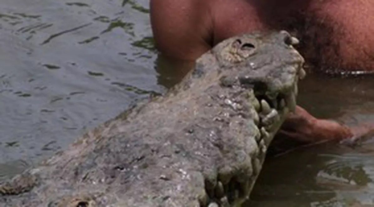 Foto & Video| Caz unic în lume! Un bărbat a reuşit să transforme un crocodil într-un animal domestic