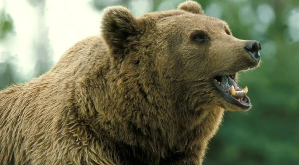 Cea mai prost plănuită crimă: a vrut să "poarte" un urs pentru a-şi omorî iubita