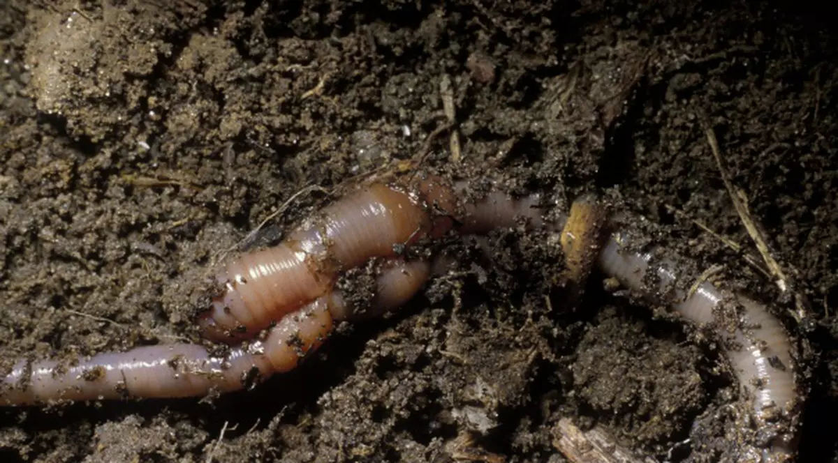 Află cât de dizgraţios este să mănânci sănătos. Recomandarea zilei: viermii!