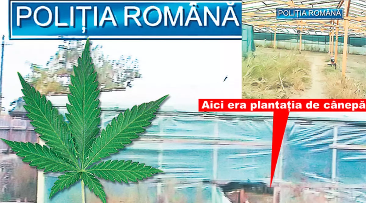 În loc de lalele, cultivau canabis