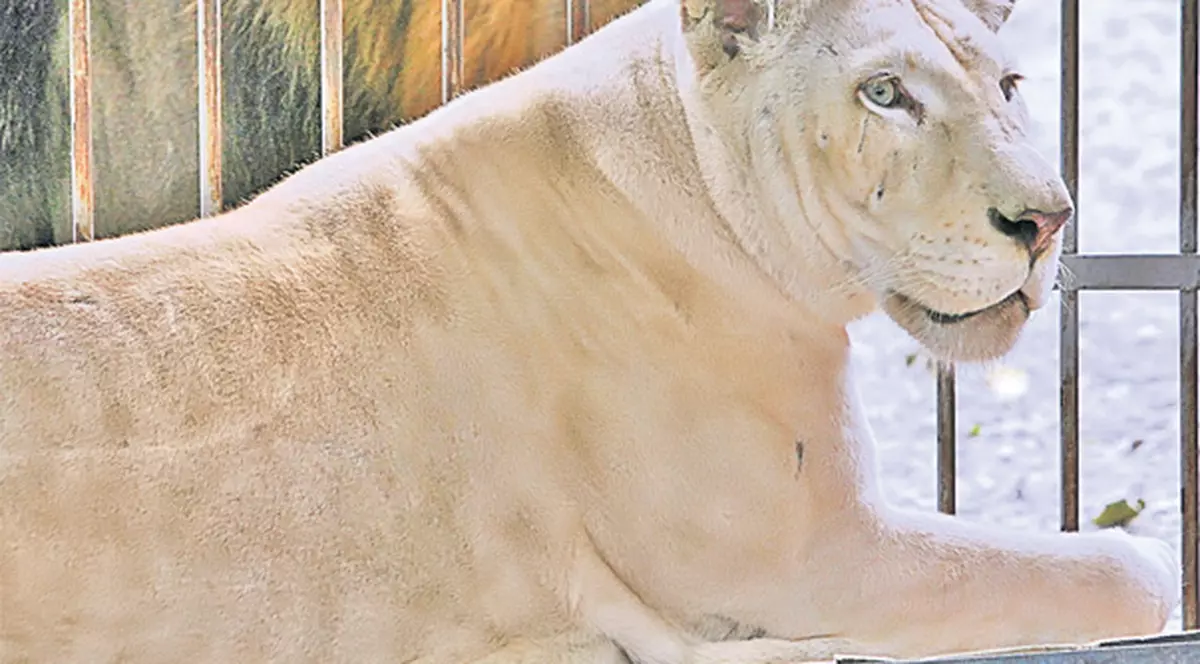 Circul Globus deține un exemplar de felină rar în lume