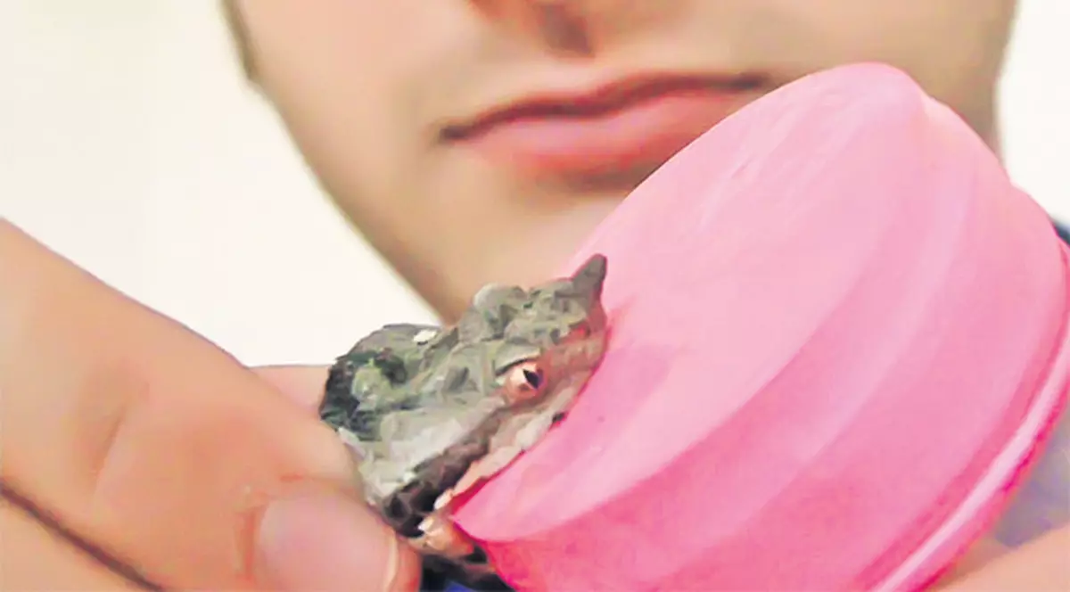 Cum a scăpat cu viață Andrei Tinu după ce a fost mușcat de o viperă