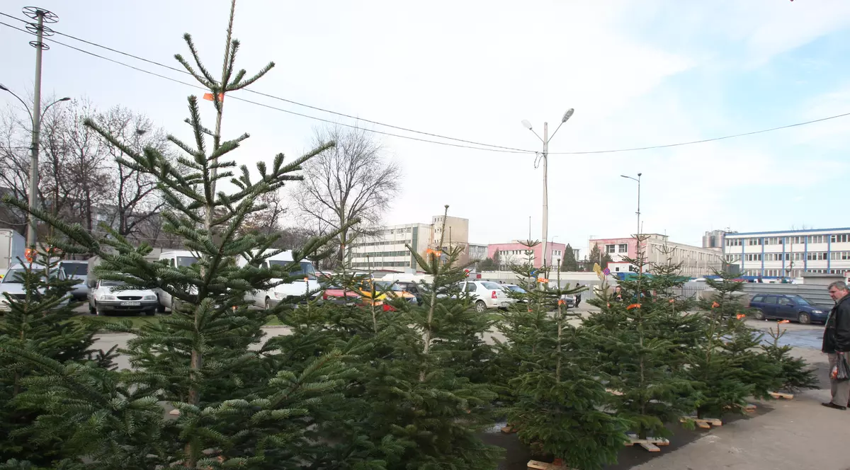 Cel mai mare târg de brazi din Bucureşti va fi în noua Piaţă Obor