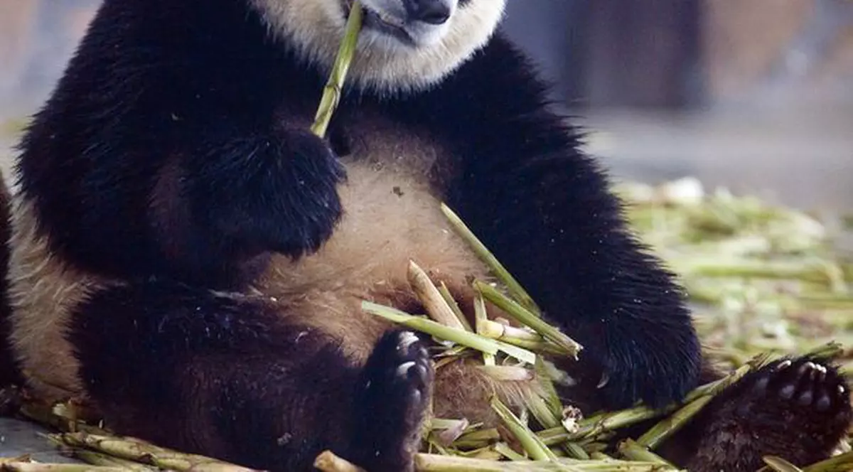 Cel mai scump ceai va fi făcut din... excremente de panda. Ai bea așa ceva?